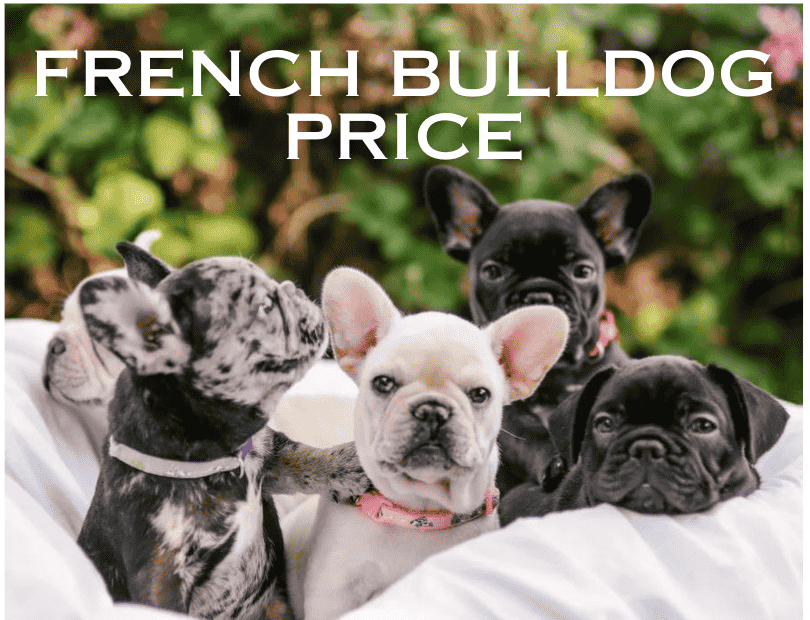 French Bulldog Prices