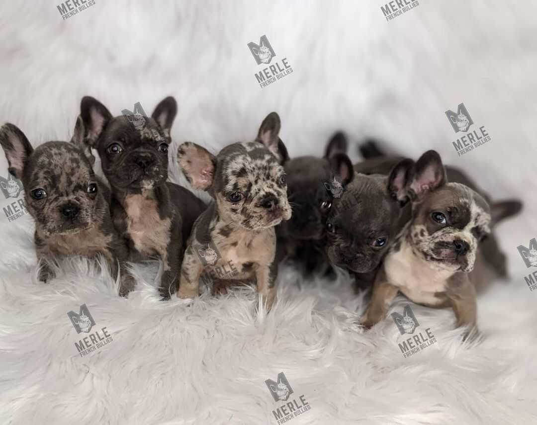 Merle French Bulldogs