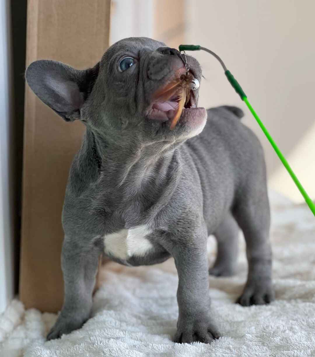 French Bulldog Rare Colors - French Bulldog