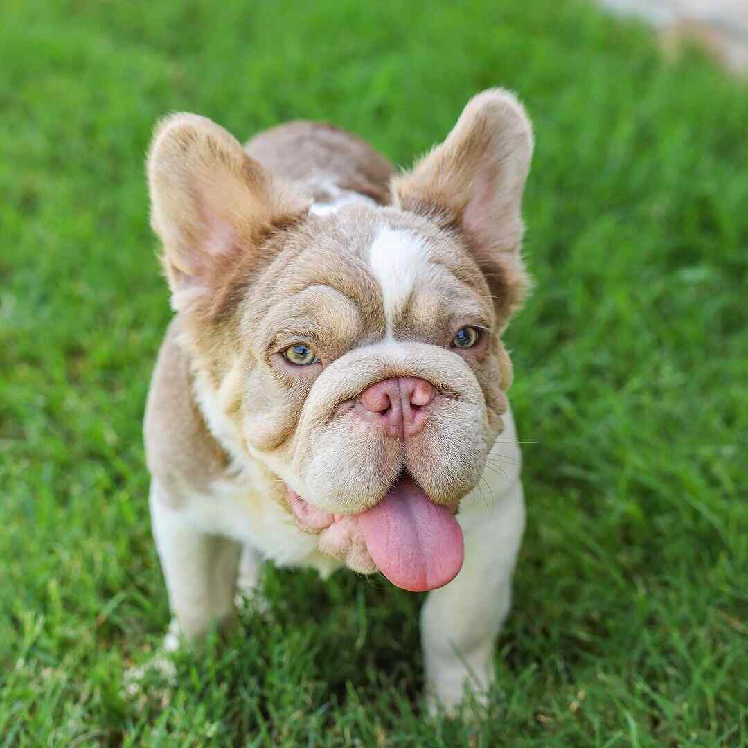 Big Rope French Bulldog