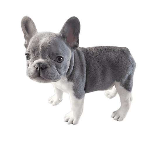 Lilac french bulldogs