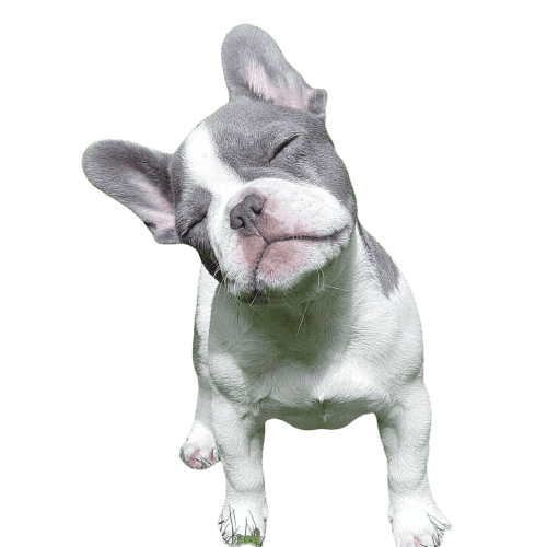 Blue Merle French Bulldog