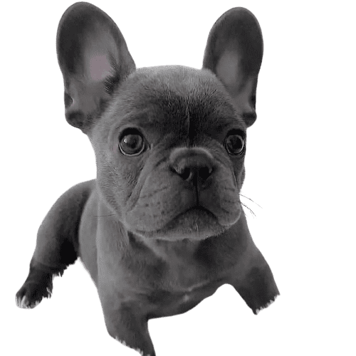 Black Merle French Bulldog