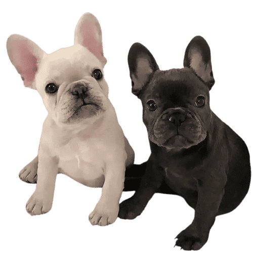 black and white french bulldogs