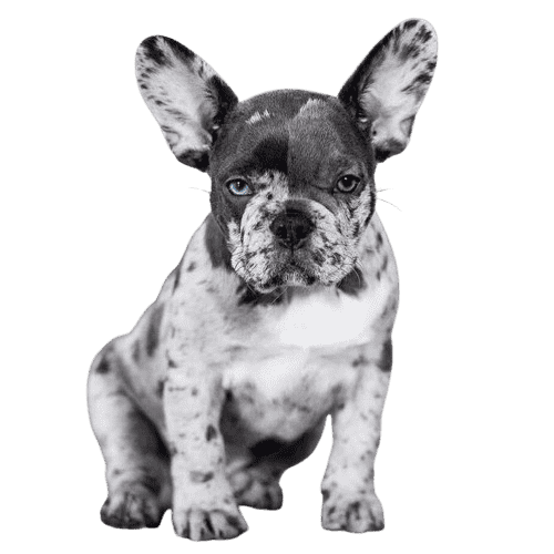 Merle French Bulldog For Sale