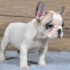 pied merle french bulldog