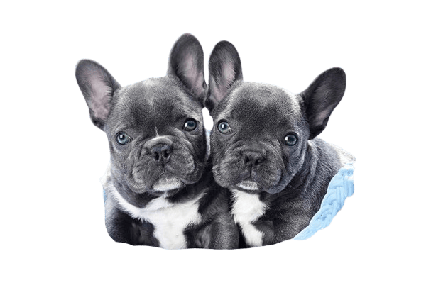 What is a Fawn French Bulldog?