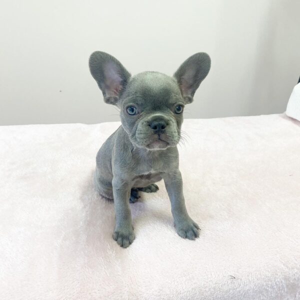 french bulldog lilac