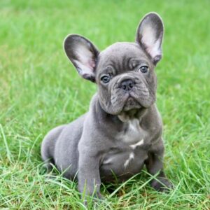 Blue French Bulldog