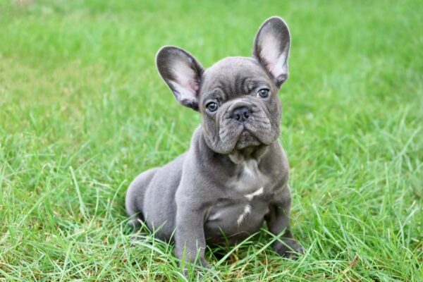 Blue French Bulldog