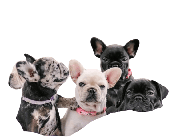 Buy Fawn Frenchie Online nEar me