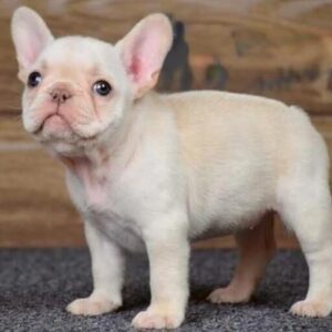 Cream French Bulldog Puppy