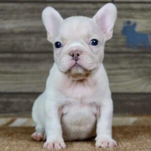 Cream Frenchie