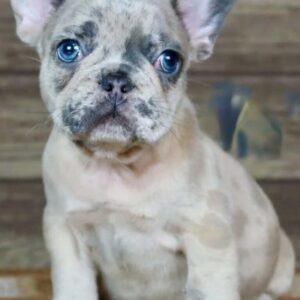 fawn merle French bulldog