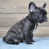 Black brindle French Bulldog