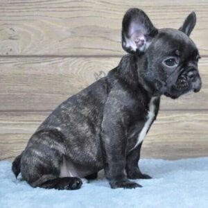 Black brindle French Bulldog