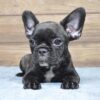 Black brindle French Bulldog