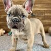 Blue Sable French bulldog