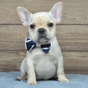 french bulldog cream