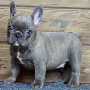 blue brindle french bulldog