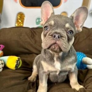 Lilac and Tan French bulldog