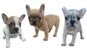 Frenchies for sale