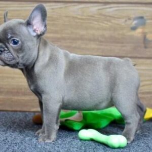 blue brindle Frenchie