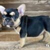 black and tan french bulldog