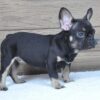 black and tan Frenchie for sale