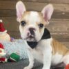 Red Pied French bulldog