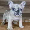 blue fawn merle French Bulldogs