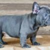 blue French bulldogs