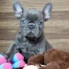 blue French bulldogs