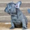 blue French bulldogs